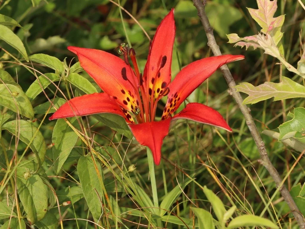 Wood Lily — Cape Cod Wildflowers